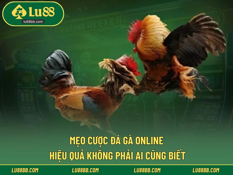 Mẹo cược đá gà online hiệu quả không phải ai cũng biết